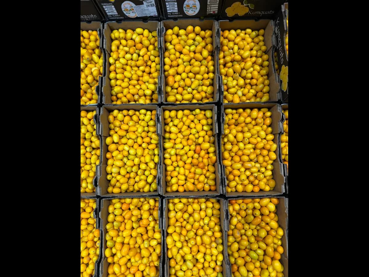 Кумкуват свежий