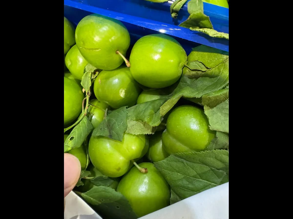 Алыча зеленая мини молодая кислая