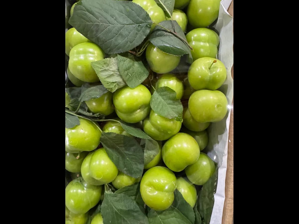 Алыча зеленая мини молодая кислая