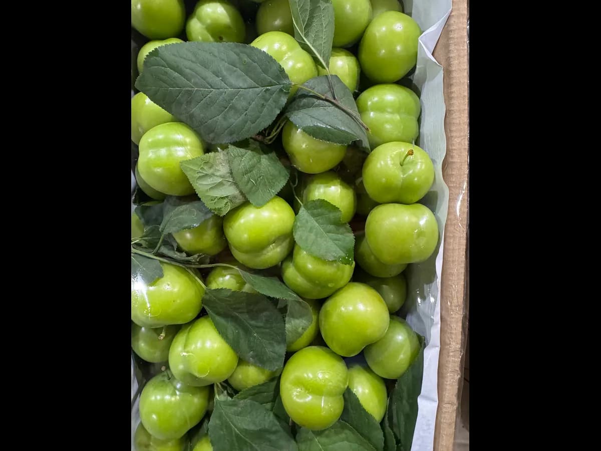 Алыча зеленая мини молодая кислая